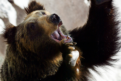 Японец подрался с медведем и обратил его в бегство #Жизнь #Новости #Сегодня
