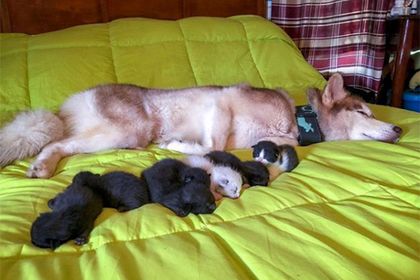 Собака спасла от гибели семь брошенных котят #Жизнь #Новости #Сегодня