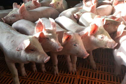 Активист захотел спасти свинью от убоя и не смог #Жизнь #Новости #Сегодня