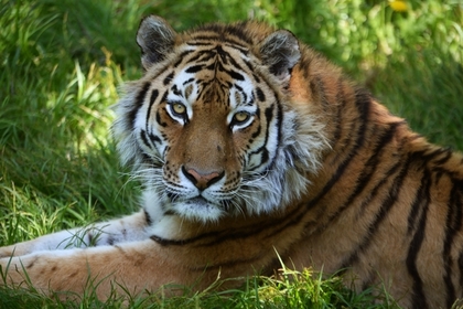 В Приморье нашли труп амурского тигра #Россия #Новости #Сегодня
