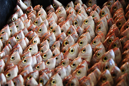 Россиян предупредили о росте цен на рыбу из-за ФСБ #Финансы #Новости #Сегодня