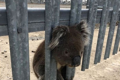 Любопытного коалу спасли от удара электротоком #Жизнь #Новости #Сегодня