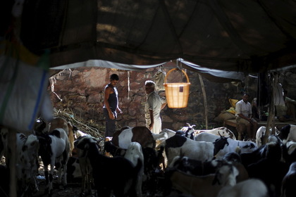 Индусы насмерть забили мусульманина из-за коровы #Мир #Новости #Сегодня