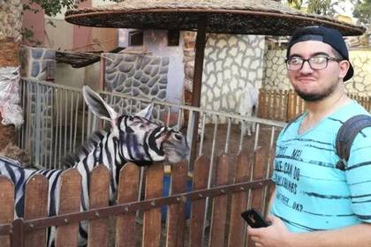 Ослов в египетском зоопарке покрасили и выдали за зебр #Жизнь #Новости #Сегодня
