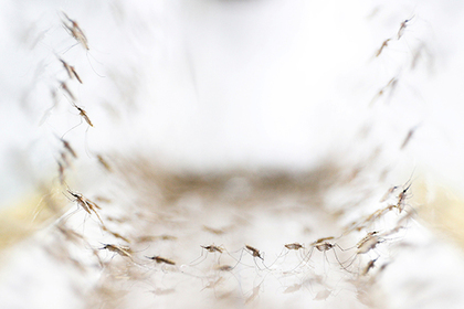 Французский мэр запретил комаров #Жизнь #Новости #Сегодня