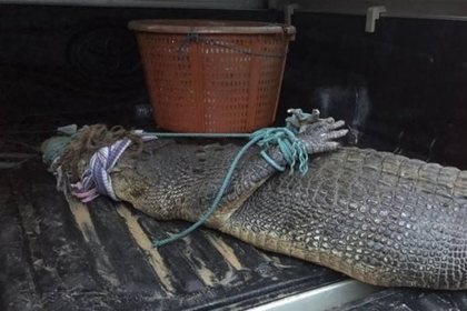 Пугавшего туристов крокодила поймали в Таиланде #Жизнь #Новости #Сегодня