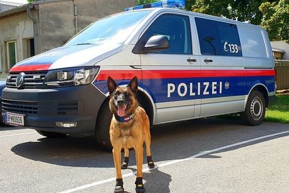 Полицейским овчаркам в Вене раздали ботинки от жары #Жизнь #Новости #Сегодня