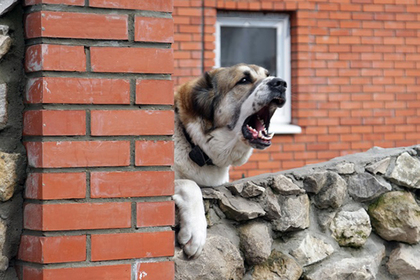 Российский полицейский отчитался о беседе с собакой #Россия #Новости #Сегодня