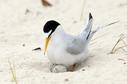 Пляжных волейболистов посчитали причиной гибели птиц в США #Жизнь #Новости #Сегодня