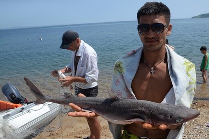 В Приморье акула напала на дайвера #Россия #Новости #Сегодня