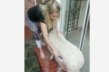 Американка купила минипига и вырастила 100-килограммовую свинью #Жизнь #Новости #Сегодня