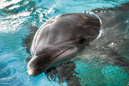Озабоченный дельфин утомил пловцов приставаниями #Жизнь #Новости #Сегодня
