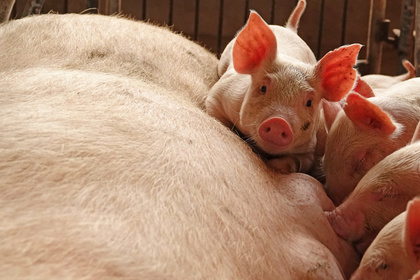 Армения запретила свинину из России из-за африканской чумы #Финансы #Новости #Сегодня