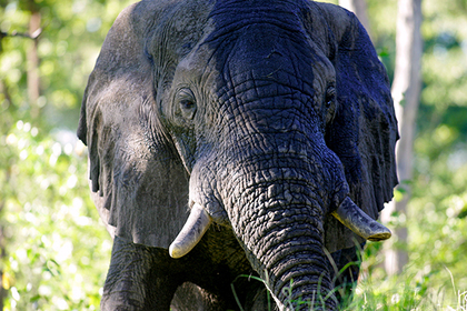 На юге Африки устроили массовый отстрел слонов #Жизнь #Новости #Сегодня