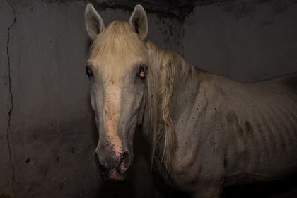 Зоозащитники рассказали о голодающих полицейских лошадях #Жизнь #Новости #Сегодня