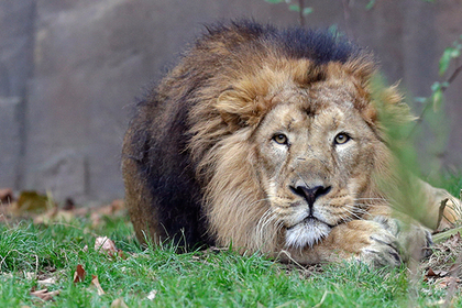 Сразу 11 редких львов погибли при странных обстоятельствах в Индии #Жизнь #Новости #Сегодня