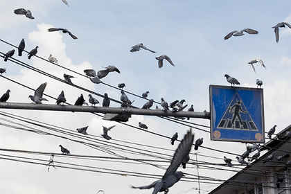 Любителей кормить голубей объявят вне закона #Мир #Новости #Сегодня