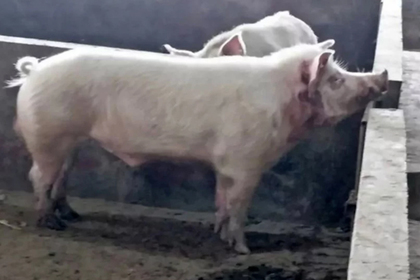 Хряк загрыз свиновода по дороге на рынок #Жизнь #Новости #Сегодня
