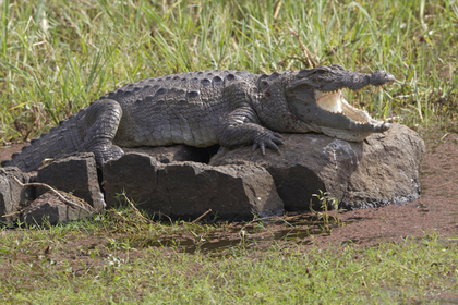 Соседи с палкой спасли женщину от четырехметрового крокодила #Жизнь #Новости #Сегодня