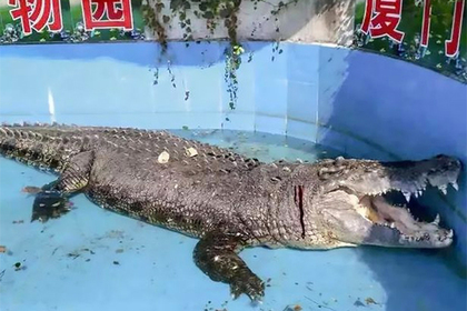 Посетители зоопарка закидали медленного крокодила камнями #Жизнь #Новости #Сегодня
