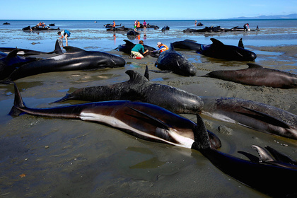 В Новой Зеландии 145 дельфинов-самоубийц выбросились на берег #Жизнь #Новости #Сегодня