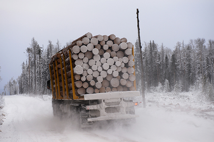 Медведев ответил на вопрос о вывозе леса в Китай #Финансы #Новости #Сегодня