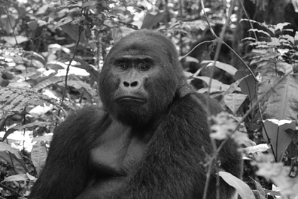 «Самая известная горилла Африки» погибла от рук браконьеров: Звери: Из жизни: Lenta.ru #Жизнь #Новости #Сегодня