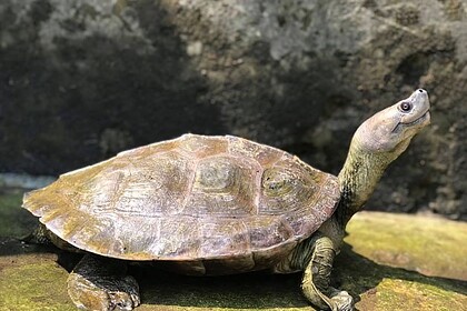 Редкую «улыбающуюся» черепаху спасли от вымирания: Звери: Из жизни: Lenta.ru #Жизнь #Новости #Сегодня