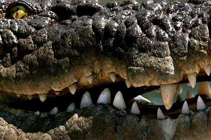 Подросток набросился на крупного крокодила и спас брата: Звери: Из жизни: Lenta.ru #Жизнь #Новости #Сегодня