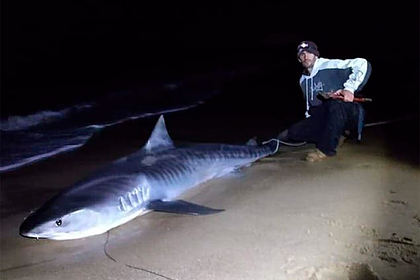 Рыболов 80 минут вытаскивал 320-килограммовую тигровую акулу из воды: Достижения: Из жизни: Lenta.ru #Жизнь #Новости #Сегодня
