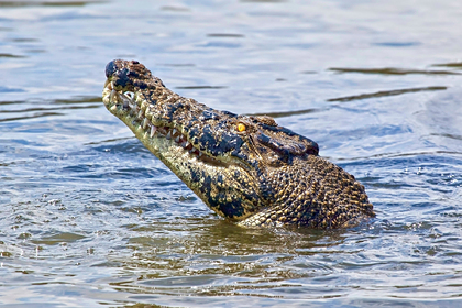 Пятиметровый крокодил запрыгнул в лодку с людьми и напал на мужчину: Звери: Из жизни: Lenta.ru #Жизнь #Новости #Сегодня