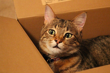 Ученые обнаружили у кошек любовь к воображаемым коробкам: Звери: Из жизни: Lenta.ru #Жизнь #Новости #Сегодня