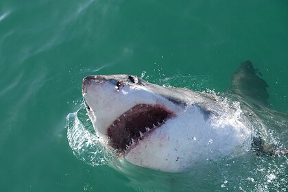Акула убила человека в Новой Зеландии впервые за семь лет: Звери: Из жизни: Lenta.ru #Жизнь #Новости #Сегодня