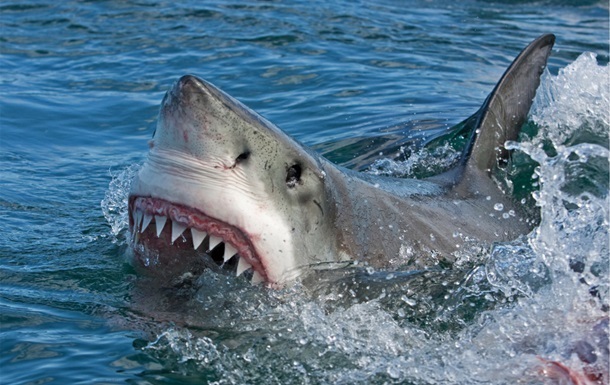 В Египте акула откусила туристке конечности - соцсети