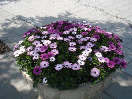 В клумбе с цветами на улице Омской были спрятаны 225 000 рублей.