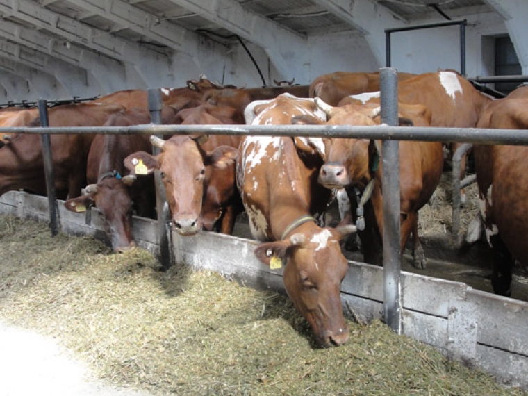 Минсельхоз РФ не поддержал ограничение поголовья скота в личных подсобных хозяйствах