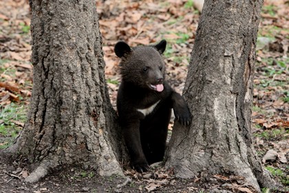 Посетителей парка в Китае эвакуировали из-за российского медвежонка