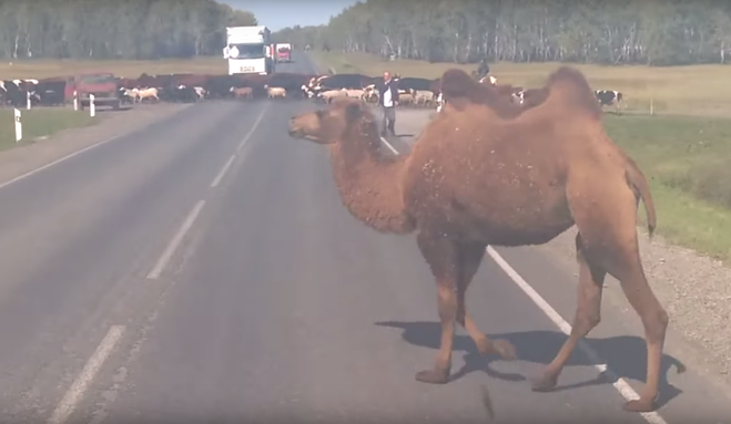 Трассу Тюмень-Омск перекрыли верблюды и ишаки (видео)