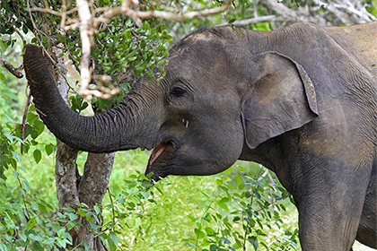 На Шри-Ланке слон затоптал журналиста