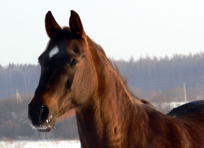 На трассе под Омском иномарка врезалась в лошадь — пострадал ребенок