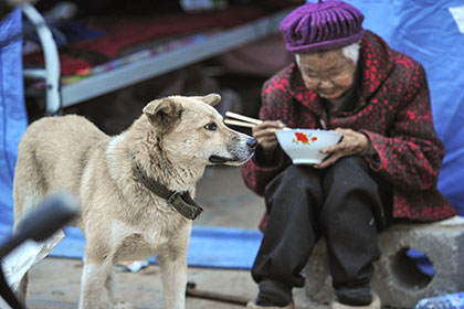 Власти китайской деревни пригрозили жителям убить их собак