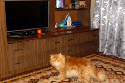 Житель Коми предложил банку в счет погашения долга «дурного» персидского кота