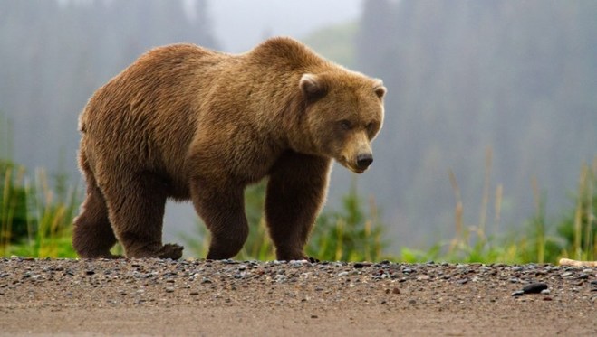В Омской области по улицам села гуляет дикий медведь