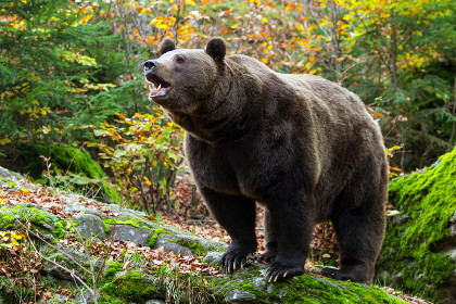 Медведь покусал беременную женщину в Приморье