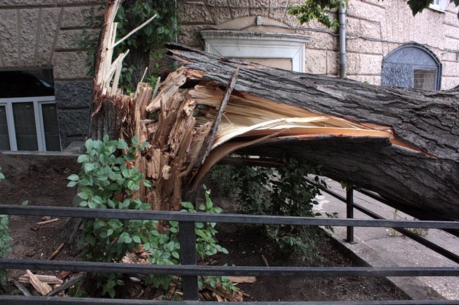 Улицу Фрунзе в Омске блокировало упавшее дерево
