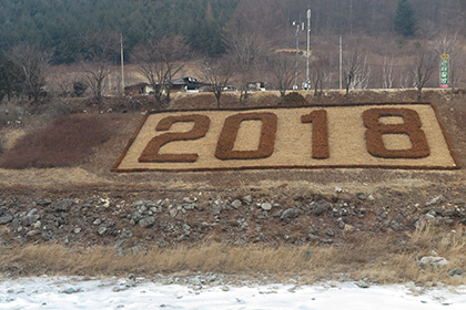 В Южной Корее вырубили заповедный лес ради Олимпийских игр