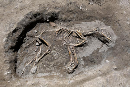 Турецкие археологи нашли скелет собаки в древней столице Урарту