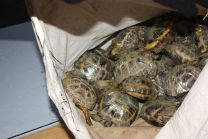 Сибирские таможенники конфисковали две тысячи контрабандных черепах