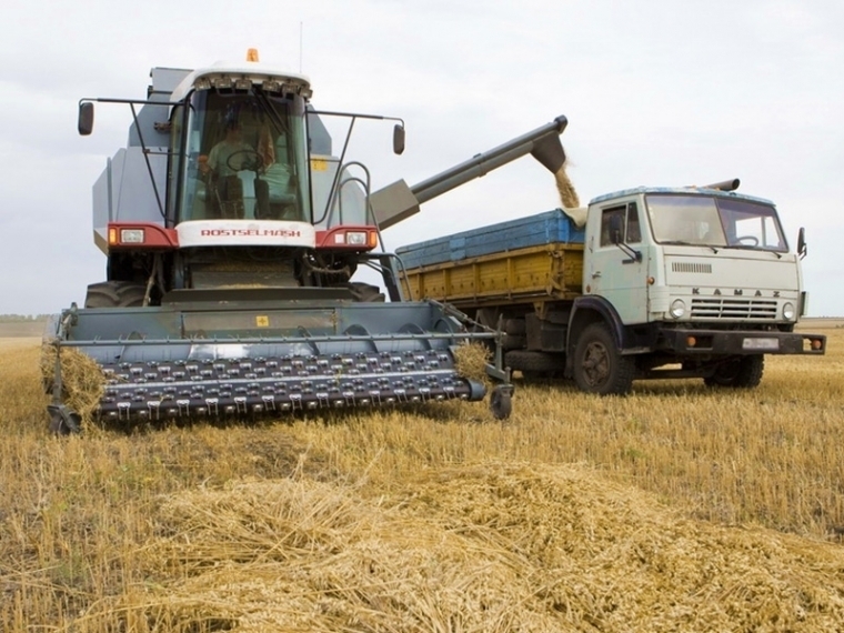 Из-за погоды уборка зерновых в Омской области приостановлена