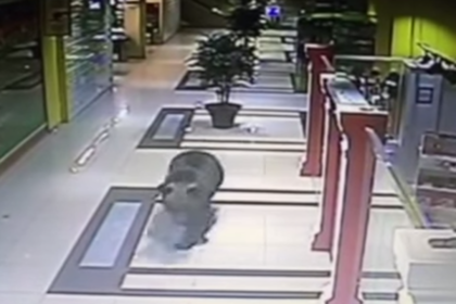 В хабаровском детсаду застрелили устроившего погром в торговом центре медведя В хабаровском детсаду застрелили устроившего погром в торговом центре медведя